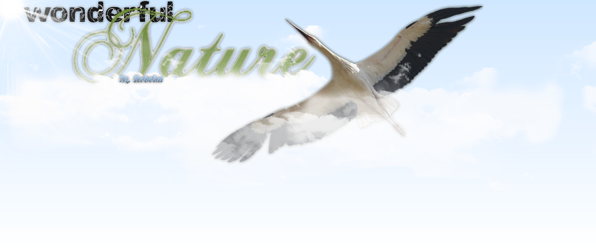 >>>>AnimalDiary